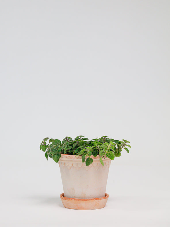 Oregano